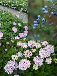 成都1.5小時直達！20℃的夏天邊有人明白啊