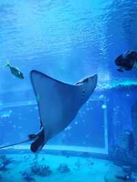 拍照絕美的重慶巴南漢海海洋公園