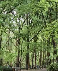 昆明植物園東園|闖入現實版綠野仙蹤！治癒系秘境大公開