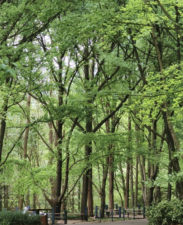 昆明植物園東園|闖入現實版綠野仙蹤！治癒系秘境大公開
