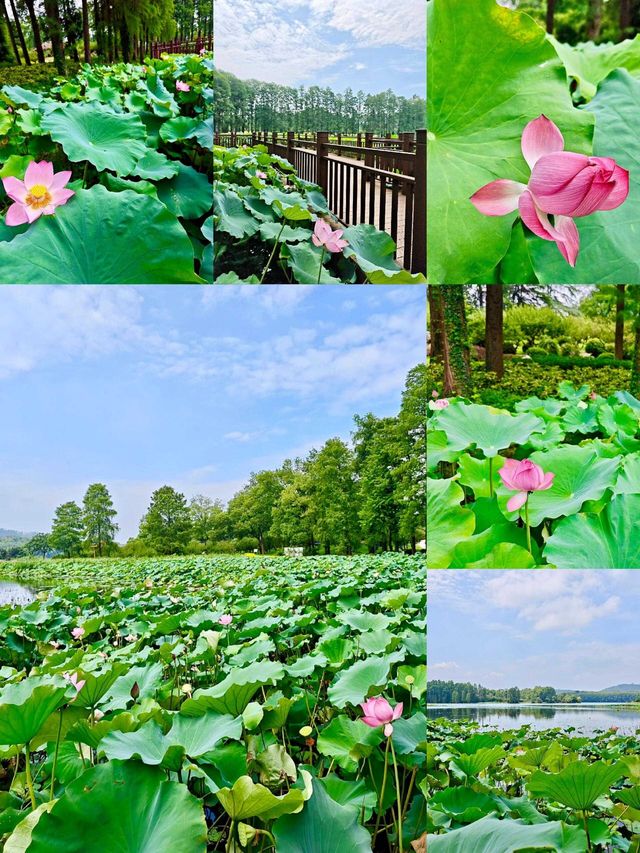 蜂戲荷間繪綺夢,夏日荷塘詩意濃 蜂戲荷間繪綺夢,夏日荷塘詩意濃