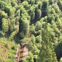 This is the Legendary Bamboo Forest of Crouching Tiger