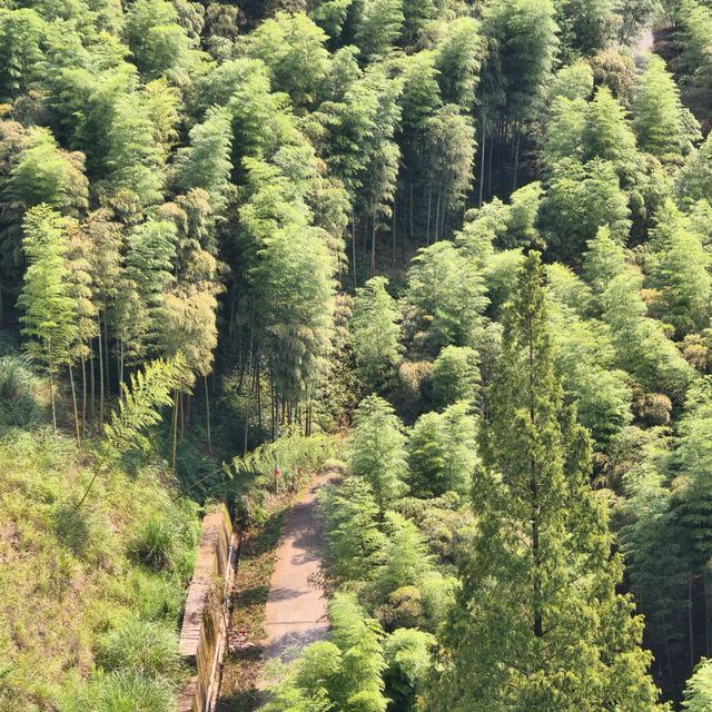 This is the Legendary Bamboo Forest of Crouching Tiger