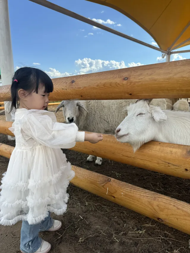帶娃旅行2歲10個月內蒙之旅！詳細攻略