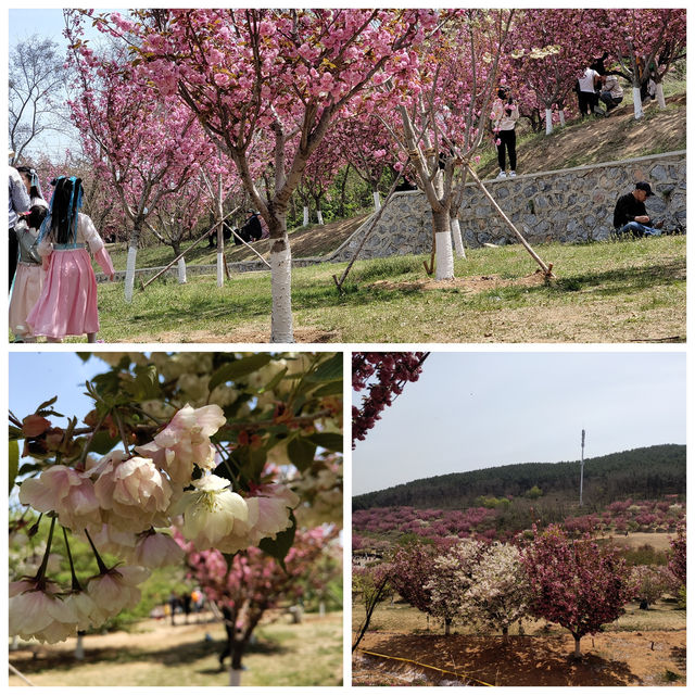 春臨濱城：大連櫻花的浪漫密語🌸