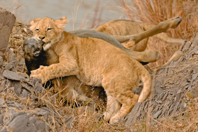 Unforgettable Kenya Adventure with Wildbeest Safaris