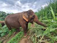 Unforgettable Elephant Experience in Chiang Mai