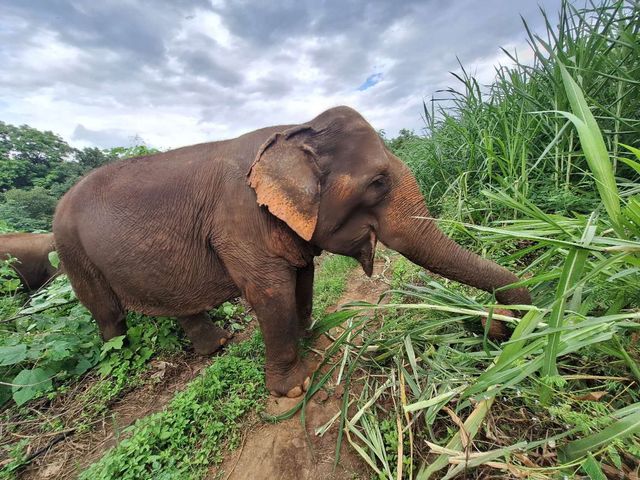 Unforgettable Elephant Experience in Chiang Mai