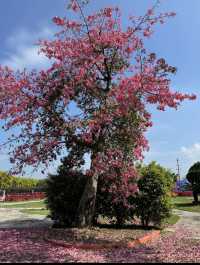 下角東路粉了!惠州這條「粉色隧道」美到犯規