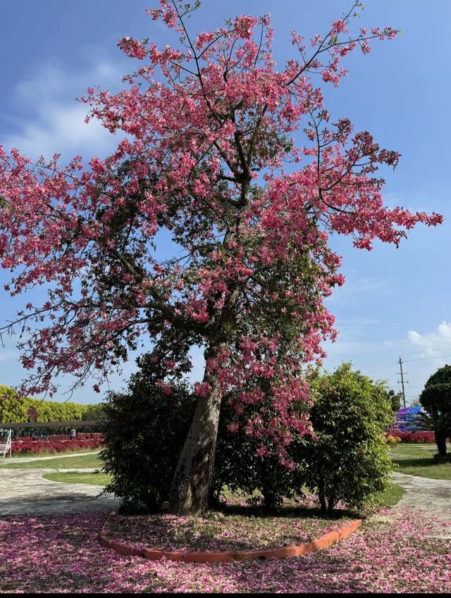 下角東路粉了!惠州這條「粉色隧道」美到犯規 下角東路粉了!惠州這條「粉色隧道」美到犯規