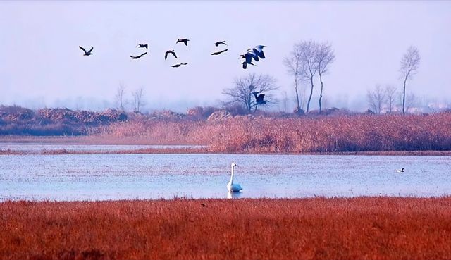 華北秘境衡水湖觀鳥指南,速存! 華北秘境衡水湖觀鳥指南,速存!