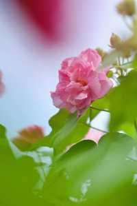 風過木芙蓉，如詩如畫的絕美秋色