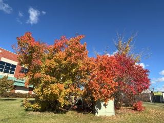 楓葉與現代建築的邂逅