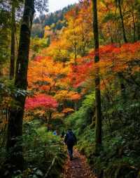 秋日賞楓絕佳秘境|10月中旬至11月中旬是賞秋黃金期