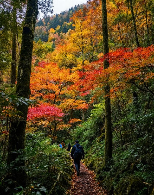 秋日賞楓絕佳秘境|10月中旬至11月中旬是賞秋黃金期