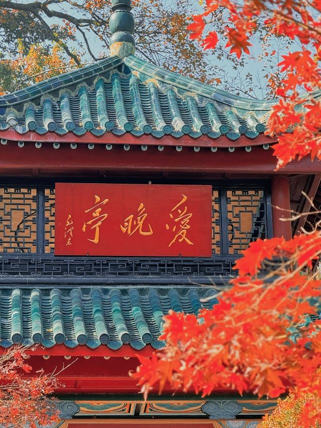 紅牆金瓦撞上滿山紅葉岳麓書院美到窒息！山頂俯瞰長沙城景絕