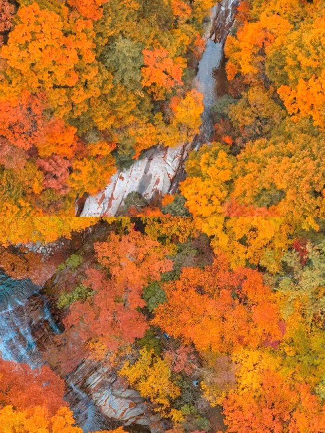藏在四川的紅葉秘境！亞洲最大賞秋地，現在去正當時