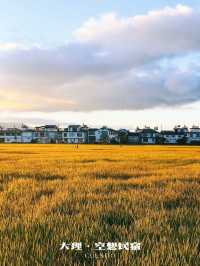 喜洲秋日｜在金色麥浪裡邂逅大理的溫柔