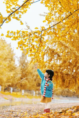 Ginkgo trees in Chengdu can be photographed starting October 18th!!