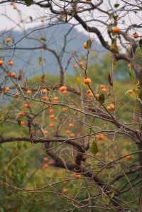 武漢2h自駕「中國甜柿第一村」的賞秋攻略