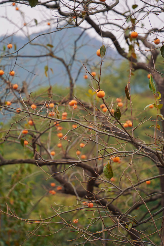 武漢2h自駕「中國甜柿第一村」的賞秋攻略