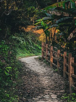 Cloud Tea Village! The thousand-year-old tea trees of Nuogan Ancient Village can talk. Who stumbled into the secret realm from 'Meet Yourself'? Hidden deep in Jingmai Mountain, Nuogan Ancient