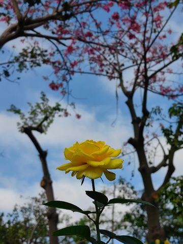 花海長廊已開啟賞花模式