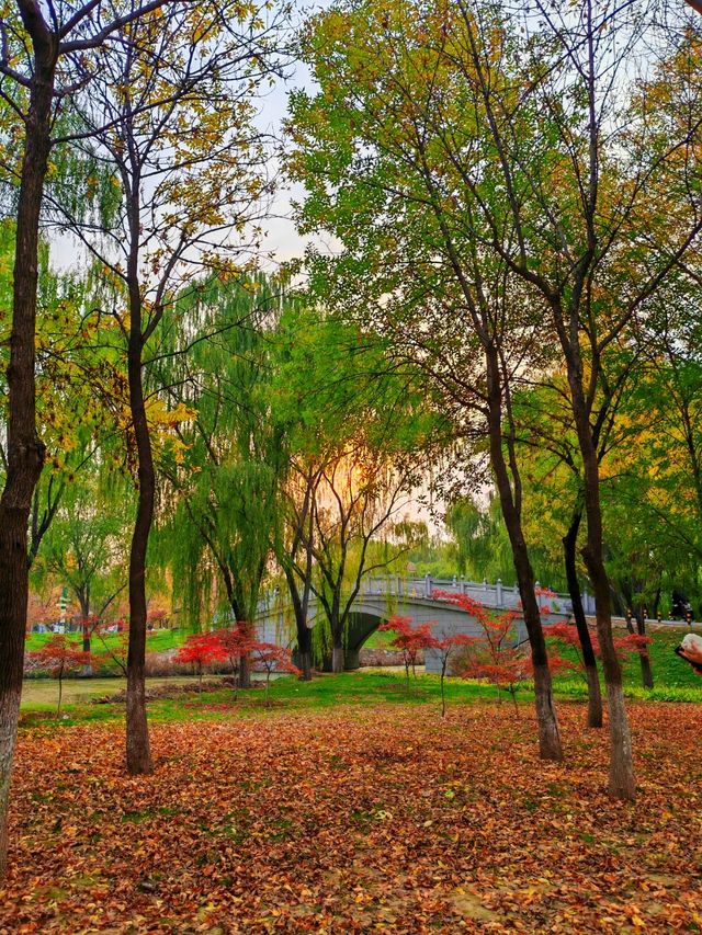 秋日限定西安浐灞濕地公園美翻了免費童話秘境打卡攻略 秋日限定西安浐灞濕地公園美翻了免費童話秘境打卡攻略