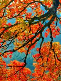 免費打卡崂山神清宮!千年底蘊+秋日紅葉頂流