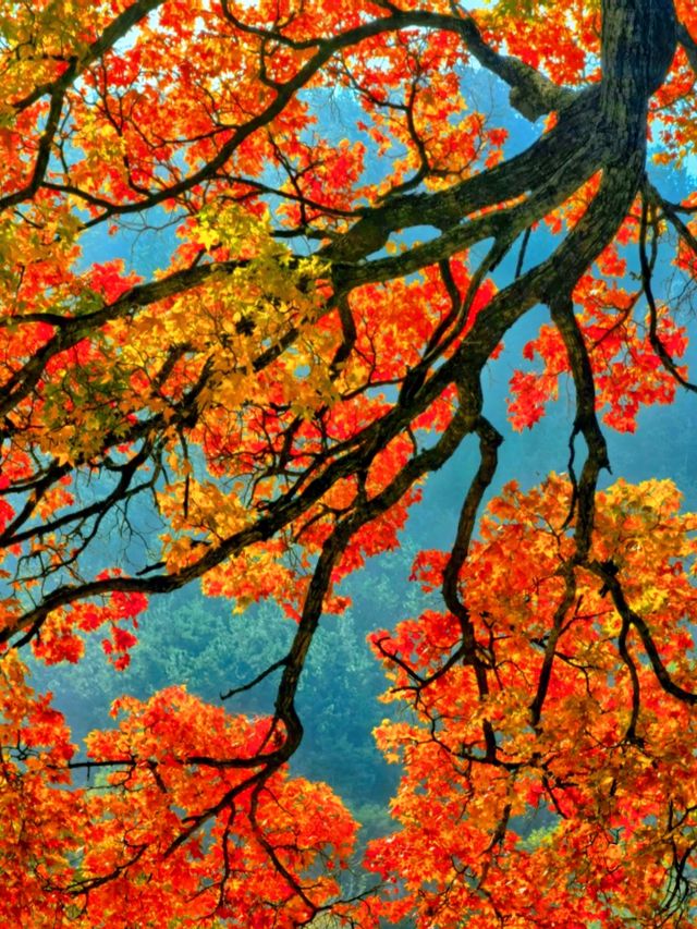 免費打卡崂山神清宮!千年底蘊+秋日紅葉頂流 免費打卡崂山神清宮!千年底蘊+秋日紅葉頂流