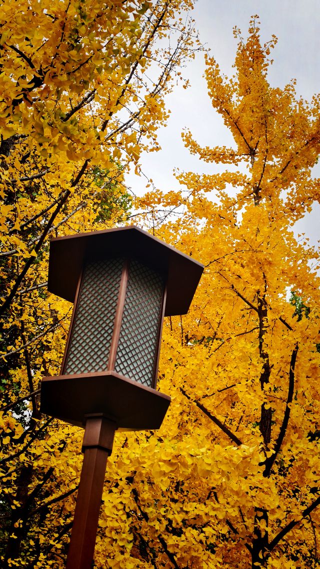 秋日去小雁塔感受歷史的厚重與自然和諧交融吧