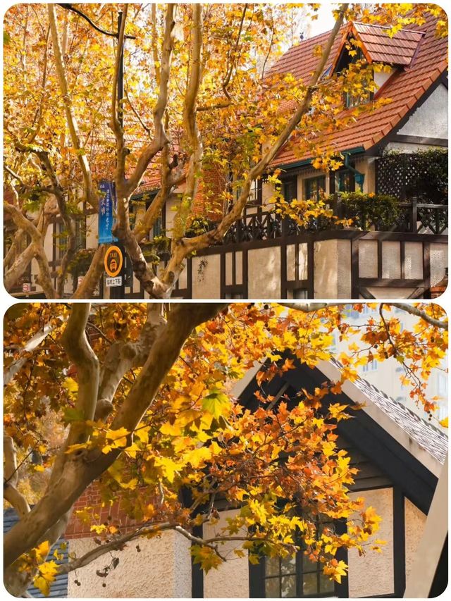 上海秋日頂流!思南路梧桐區漫步全攻略,美到失語! 上海秋日頂流!思南路梧桐區漫步全攻略,美到失語!