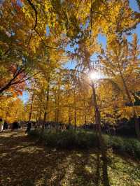 四得公園銀杏機位實拍|低角度這樣拍美炸了!