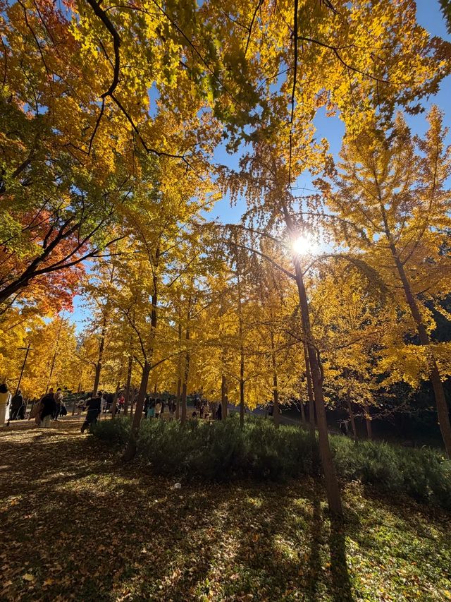 四得公園銀杏機位實拍|低角度這樣拍美炸了! 四得公園銀杏機位實拍|低角度這樣拍美炸了!