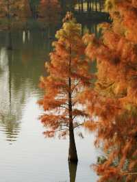 帶娃逛南京秋景！免費又好拍的10個地方