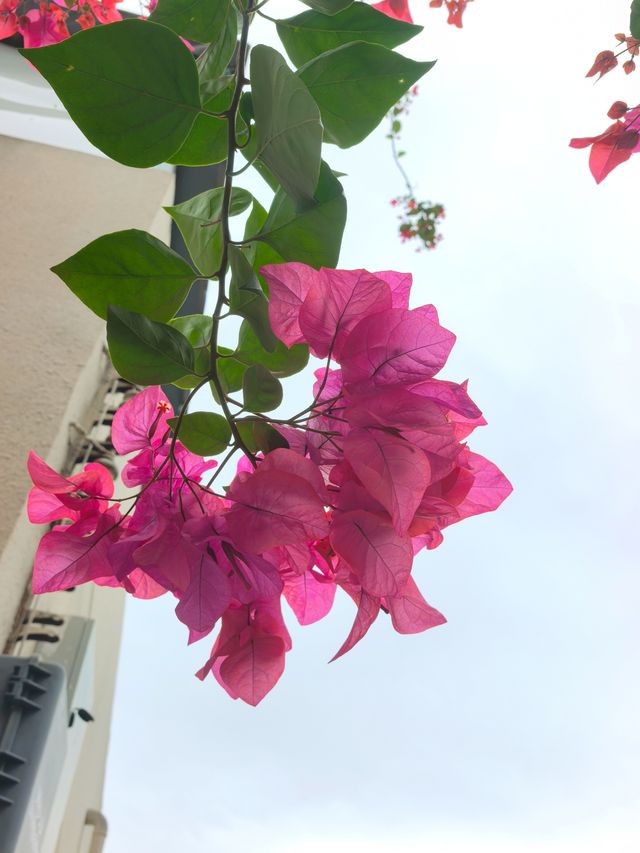 漫步深圳 “鼓浪嶼” - 較場尾