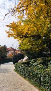 銀杏菊韻寶藏拍攝地