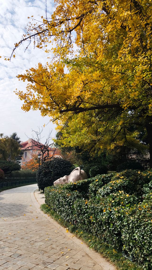 銀杏菊韻寶藏拍攝地 銀杏菊韻寶藏拍攝地