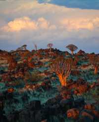 納米比亞絕美箭袋樹公園｜自帶仙氣的拍照天堂