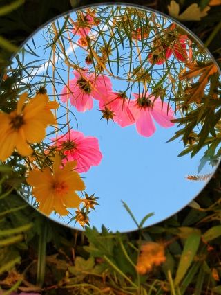 11.16 Dianshan Lake Live | Stunning Gesang Flower Sea + Autumn Road Trip Shots All in One Click!