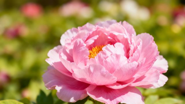 古台聽戲·園林雅韻​. 竹徑通幽·清暑閒亭