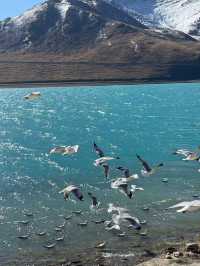 11-1月進藏抄作業！景點清單+避坑指南