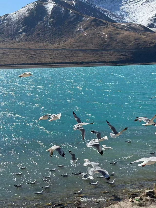 11-1月進藏抄作業！景點清單+避坑指南