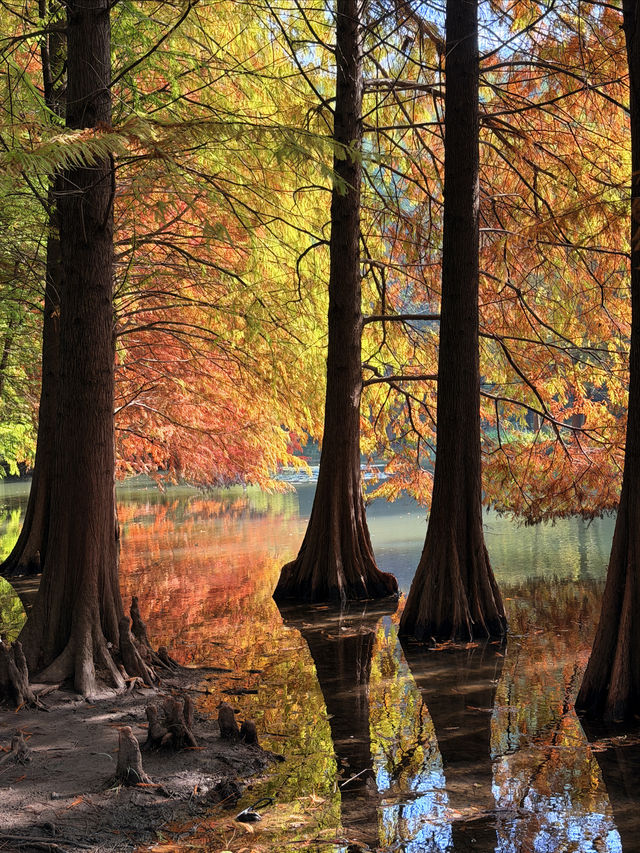 燕雀湖+明孝陵隱藏路線！99%人不知道的絕美秘境