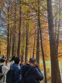 秋冬的燕雀湖美炸了～