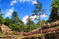 天然大氧吧一一黎坪森林公園