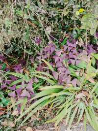 南京老山冬日限定！私藏絕美觀景台