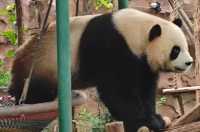 五龍山動物園萌寵迎秋，邀你互動貼貼