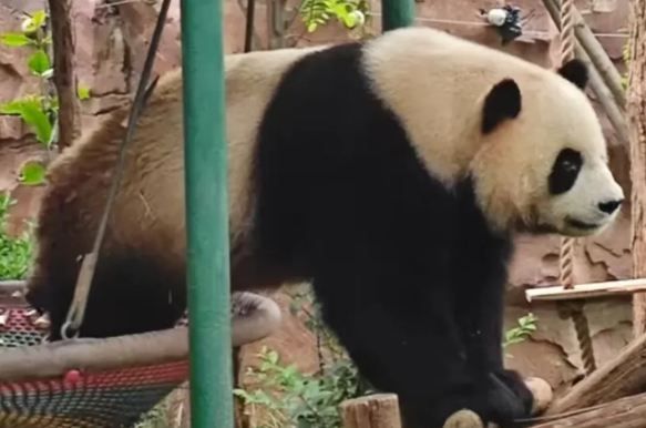 五龍山動物園萌寵迎秋，邀你互動貼貼
