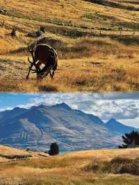 新西蘭天才設計師!是誰偷走了我的生活啊啊啊!